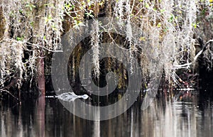 American Alligator and Spanish Moss overhang the blackwater of the Okefenokee Swamp in Georgia USA