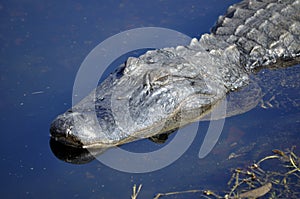 American Alligator Stalking in Water photo