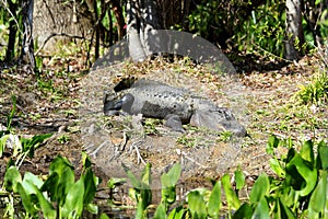American Alligator sunbathing in Florida Swamp - Everglades National park - USA