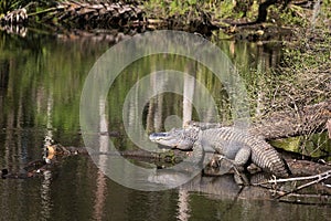 American Alligator Sunning On Log