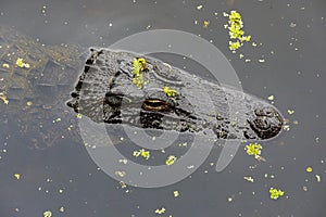 American Alligator in Swamp