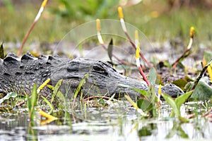 American Alligator in swamp with Golden Club; Okefenokee Swamp National Wildlife Refuge, Georgia USA