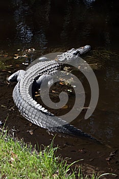 American Alligator in swamp water on Hilton Head Island South Carolina