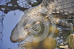 American alligator swimmimg