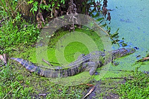 American alligator swimmimg