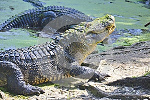 American alligator swimmimg