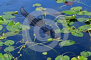 American Alligator swimming amidst spatterdock leaves in Everglades.