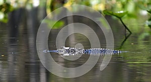 American Alligator swimming in blackwater cypress swamp, Okefenokee National Wildlife Refuge, Georgia USA