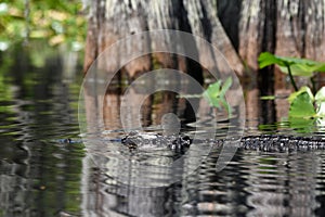 American Alligator swimming in blackwater cypress swamp, Okefenokee National Wildlife Refuge, Georgia USA