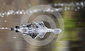 American Alligator swimming in the blackwater of the Okefenokee Swamp in Georgia USA