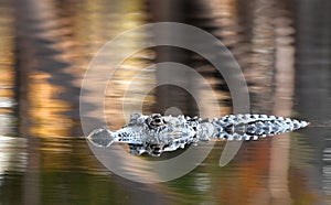 American Alligator swimming in blackwater Suwannee River in Okefenokee Swamp at sunset in the Fall