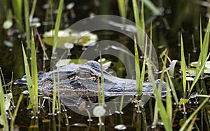 American Alligator swimming in blackwater swamp grass Okefenokee Swamp National Wildlife Refuge, Georgia