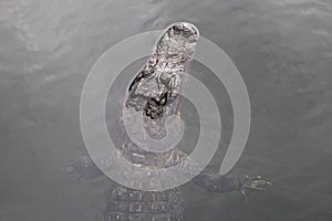 American alligator swimming in a lake, top view, Everglades National Park, Florida, USA