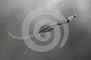 American alligator swimming in a lake, top view, Everglades National Park, Florida, USA