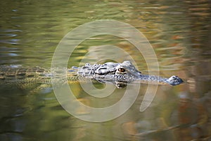 American Alligator