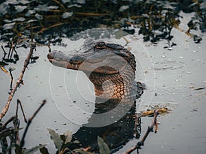 American alligator swimming in a marsh, surrounded by branches and plants, reflecting in the water