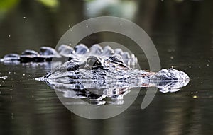 American Alligator swimming submerged showing eyes, nostrils and transverse row of epidermal scutes above the water. photo