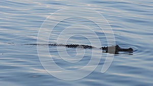 American alligator swims in Florida lake