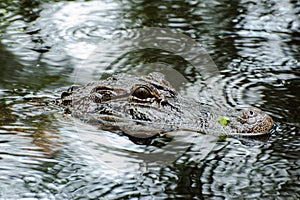 Alligatore nuoto 