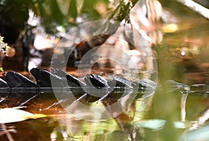 American Alligator tail submerged hidden in Okefenokee Swamp water, Georgia
