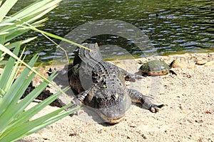 American Alligator with a Terrapin