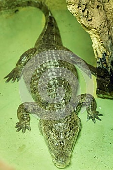 American alligator in terrarium in zoo