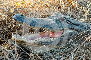 American Alligator in a Texas Marsh