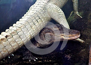 American Alligator under Albino Gator at NC Aquarium
