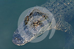 American alligator up close and personal in the water