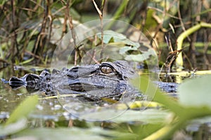 American Alligator with vertically elliptical pupil staring from swamp water and lily pads