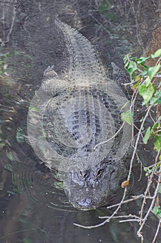 American alligator waiting and watching in a lake