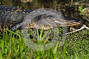 American alligator walking to the water in the everglades of Flo