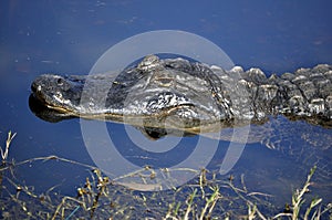 American Alligator in the Water