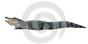 American alligator on white background