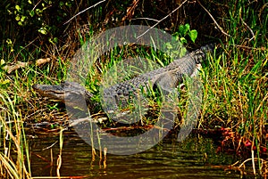 American alligator in wilderness area in Everglades park in Florida swamp