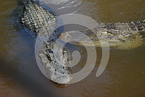 American alligators