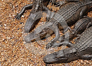 American Alligators