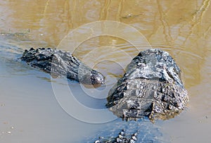 American Alligators