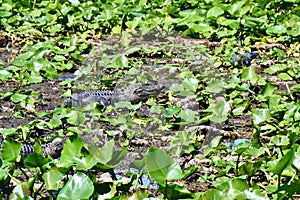 American alligators (Alligator mississippiensis) resting amongst aquatic plants in wetland