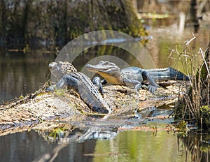 American Alligators Basking