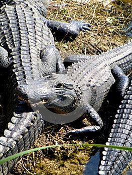 American Alligators