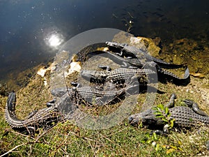 American Alligators