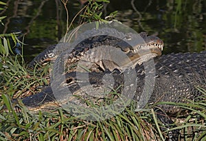 American Alligators Sunning