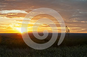 American aloe, Agave americana, La Pampa Province,