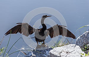 American Anhinga Drying Wings