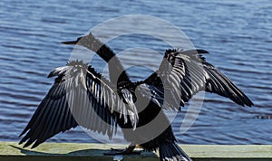 American Anhinga Drying Wings