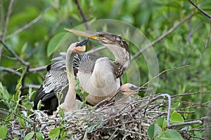 American Anhinga Nest