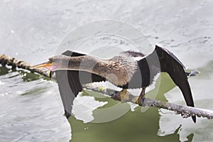 American Anhinga Sunning