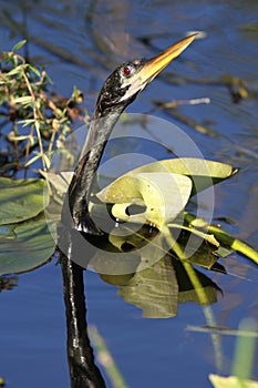 American Anhinga Surfacing