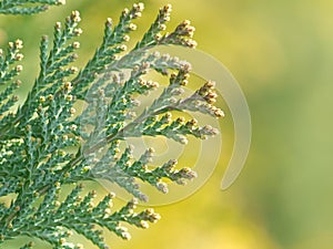 American Arborvitae,